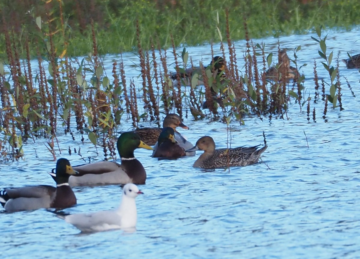 This the female pintail still knocking around on Fens? <a href="/ChaterTodd/">Todd chater</a>