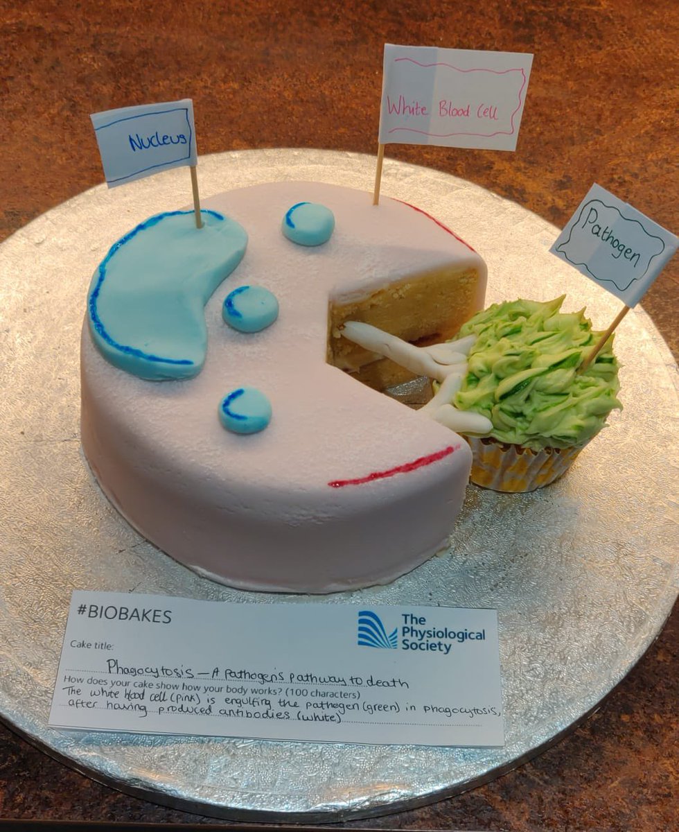 chris_torrens's tweet photo. Phago- and pinocytosis,
May seem to be one and the same.
The difference however,
Is that phago is clever,
Whilst pino’s just turnover of membrane.
#BioBakes https://t.co/IKj3JL4b5Q