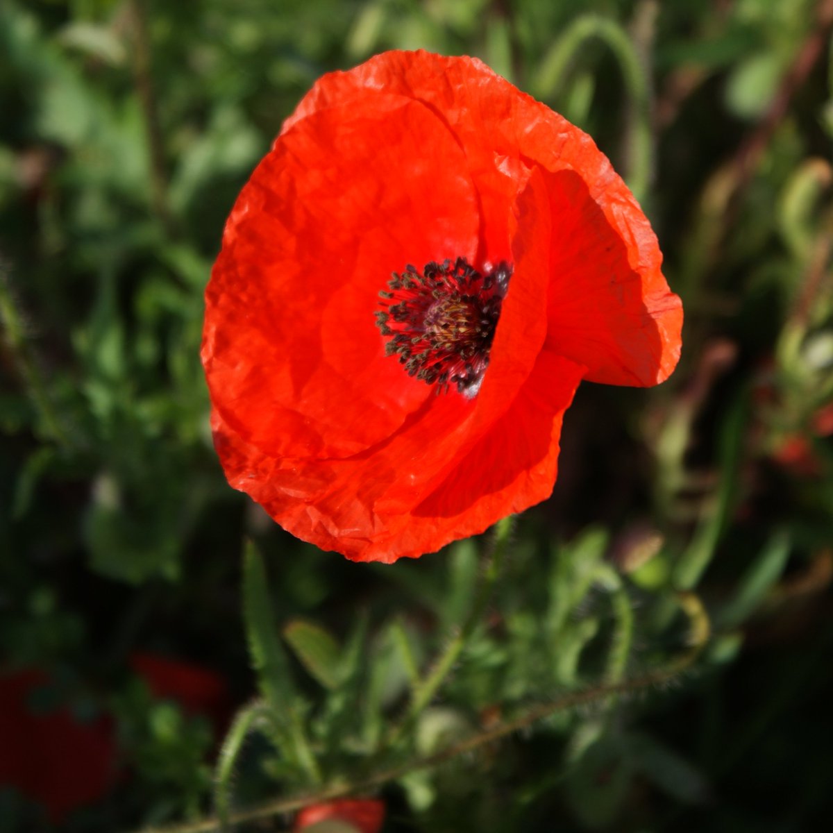 On the 11th hour of the 11th day of the 11th month. We will remember them. 

Railscape will be joining the nation in a 2 minutes silence at 11:00am to allow our colleagues to pay their respects. 

Lest we forget.

#ArmisticeDay #remember #lestweforget2022 #poppy