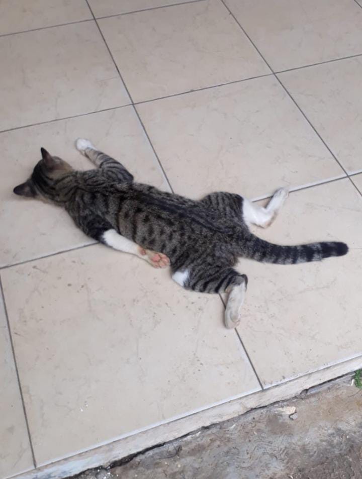 kochengfs's tweet photo. wkt itu ngesave dari salah satu sender atau isi reply gitu.. lupa bgt😭😭 soalnya bentukannya bener-bener unik ludah ni anak, menyalahi bentukan kucing😭😭 kayak cetakan tkp manusia tabrak lari😭🙏🏼 🐈‍⬛ https://t.co/hPeaaHzuC4