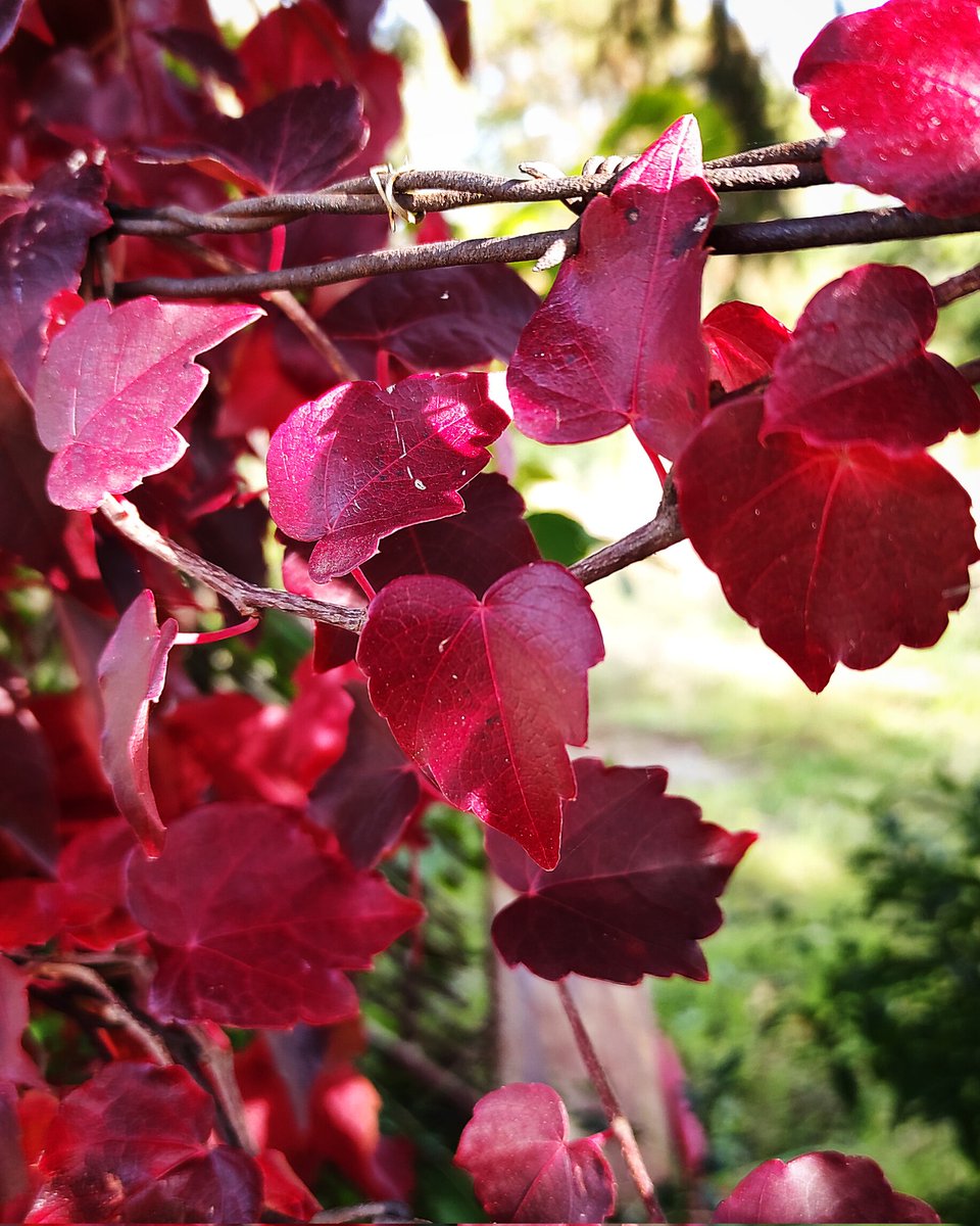 italyaesthetic's tweet photo. #redautumn #Italy #Italia #autumn #fall #autunno #autumnaesthetic #nature #natura #mountains #montagne #Umbria #lovenature #photographer #foto is #photo #travelphotography #travelphoto #travel #world #life #live #aesthetic https://t.co/4E0iqEhGZH