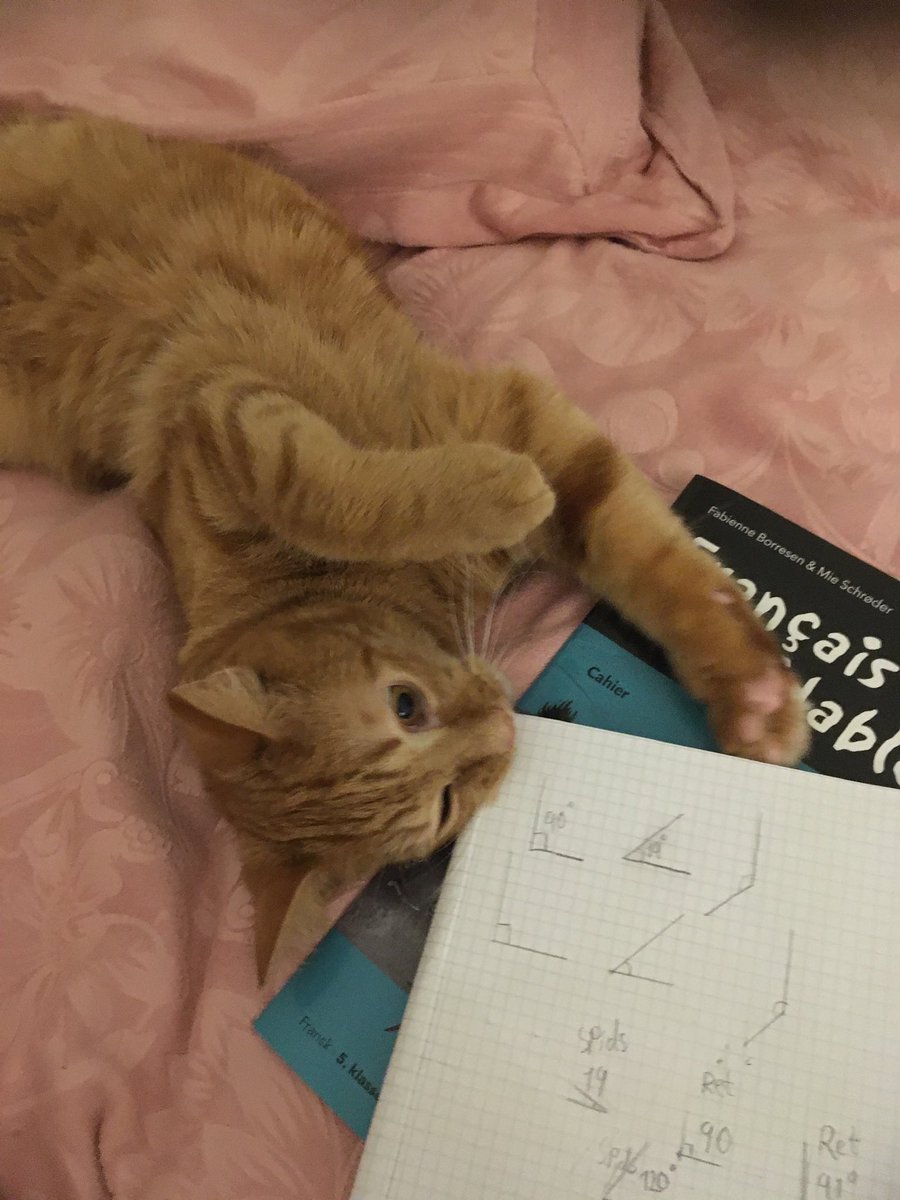 Anna8Sofia's tweet photo. Cat helping with homework #ginger #cat #gingercat #homework #CatsOfTwitter #CatsOnTwitter https://t.co/Lz10PijfmR