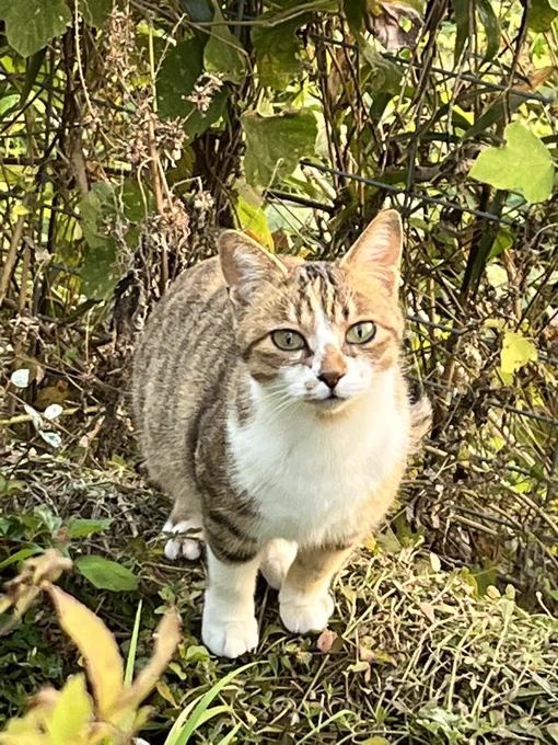 ずっと欲しかった七輪を買って試しに使ってみました。楽しかった。そして猫も来た。 