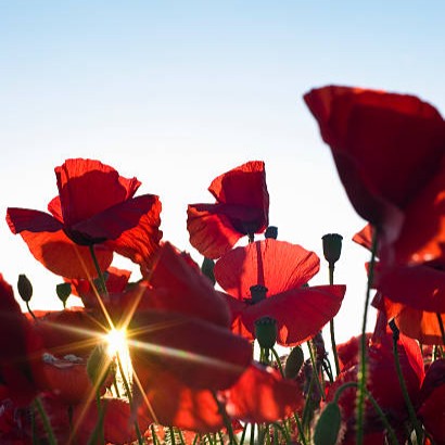 bespokehotels's tweet photo. Lest we forget.

#RemembranceDay #RemembranceSunday #PoppyDay #BespokeHotels https://t.co/emh2GqRXo9