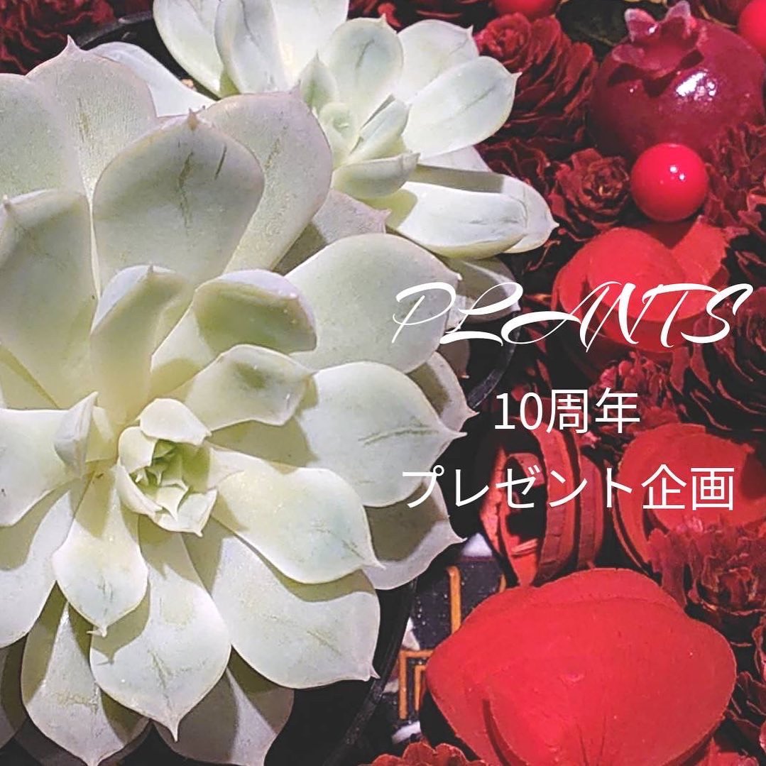 PHOENIXflower_'s tweet photo. 【Instagram限定】
10周年プレゼント企画開催中‼︎
ご応募頂いた方の中から抽選で
A.OneRose BOX ５名様
B.プリザーブドフラワーOneRose　５名様
C.ミニ観葉植物 5名様
 
プレゼントいたします！

■https://t.co/y1h3U7aAAb

■https://t.co/b7df7IrB1r https://t.co/ZBGcFJxynz