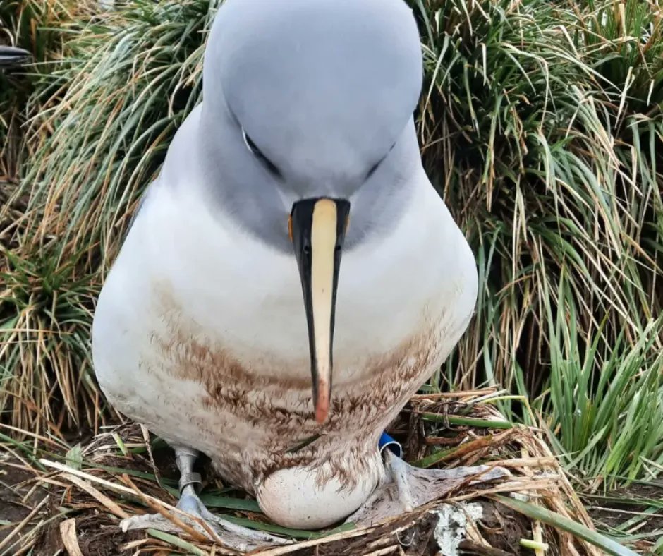 The Grey-headed albatrosses on Bird Island are busy laying their eggs. Incubation will last for around 72-74 days, with eggs beginning to hatch in December. So, you can expect plenty of cute chick content as we head into the new year! 📸: Erin Taylor