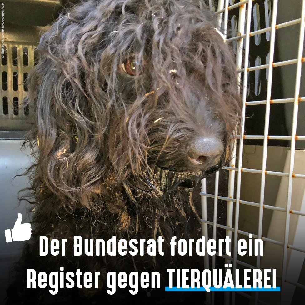 Bund und Länder planen ein bundesweites Register für Menschen, die gegen das Tierschutzgesetz verstoßen haben. Richtig &amp; wichtig! Aktuell können z.B. Betroffene ein erteiltes Tierhalteverbot einfach umgehen, indem sie in einen anderen Landkreis umziehen 👉 duunddastier.de/der-bundesrat-…