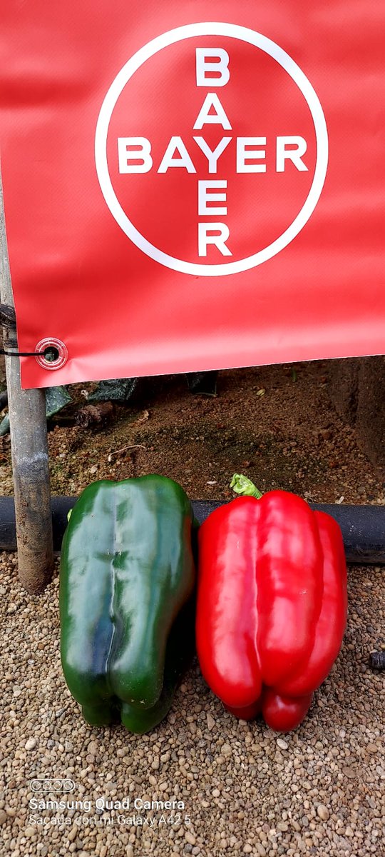 luistrillomata's tweet image. Conociendo Barreiros de @SeminisIberia con @Luis_Twose y @JosemAgronomo