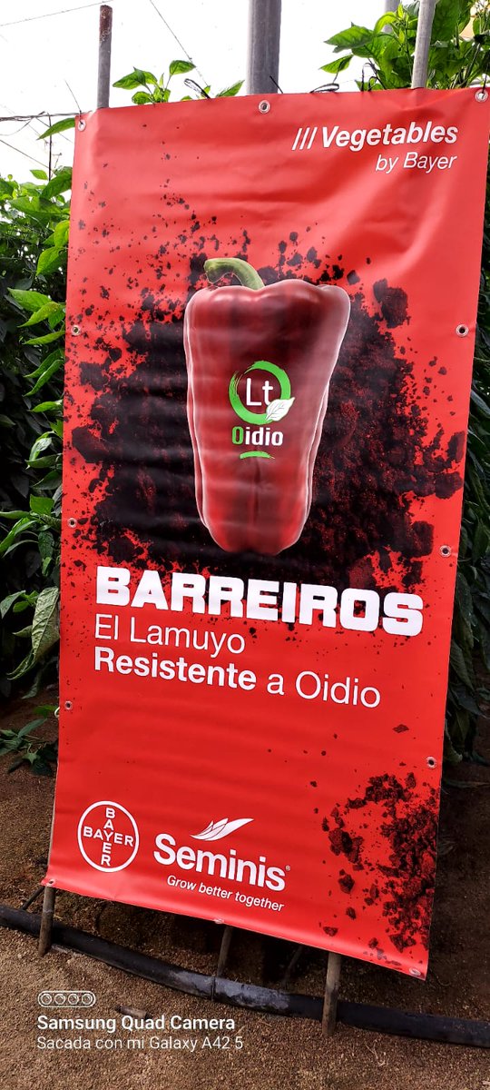 luistrillomata's tweet image. Conociendo Barreiros de @SeminisIberia con @Luis_Twose y @JosemAgronomo