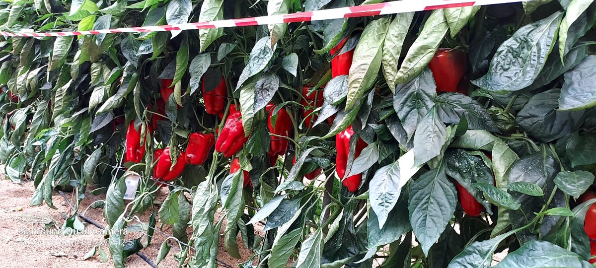 luistrillomata's tweet image. Conociendo Barreiros de @SeminisIberia con @Luis_Twose y @JosemAgronomo