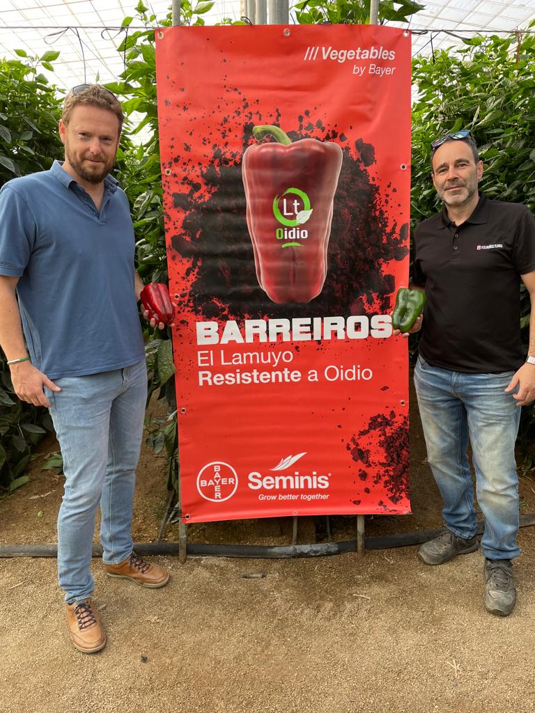 luistrillomata's tweet image. Conociendo Barreiros de @SeminisIberia con @Luis_Twose y @JosemAgronomo