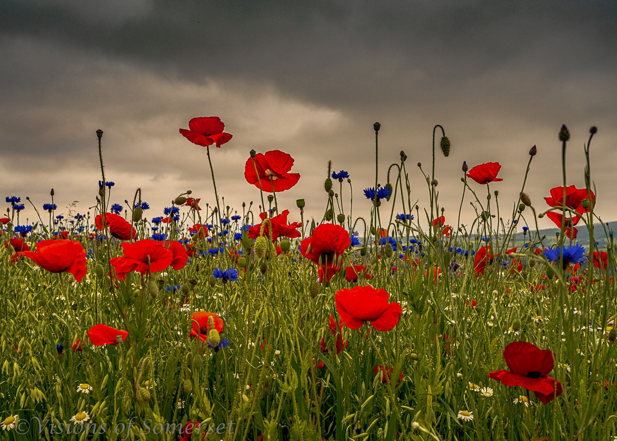 Glastomichelle's tweet photo. Poppies for Armistice Day. Taken in a field in Somerset.
#ArmisticeDay #RemembranceDay #LestWeForget https://t.co/ltPjb6Ucut