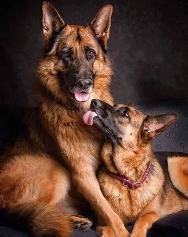 germa_shepherd's tweet photo. Say "Yes"if you a germanshepherd owner or lover.🦴🦴🦴❤️Double tap🥰 

#GermanShepherd #gsd #doge #puppy #adventuresofduke #dogsoftwitter https://t.co/RtuDkmb1uB
