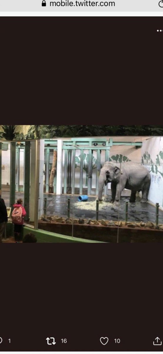 Missymaizey89's tweet photo. @stae_elephants @cher @ftwglobal Let’s make Kaavans story come true for Lucy too. Please send her to a sanctuary so she doesn’t have to be alone anymore. @AmarjeetSohiYEG @fourpawsint @ftwglobal @joannewrightyeg @lisaholmes @SenatorHousakos @JustinTrudeau @SCC_eng @CanadaOfficial4 @JusticeCanadaEN @AnimalJustice https://t.co/W8h0lbmaN3