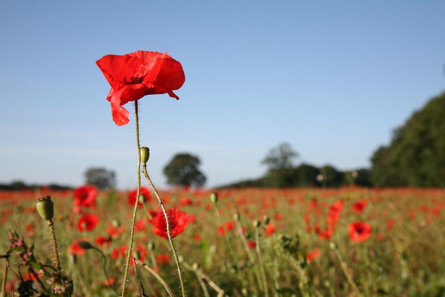 Beaulieu_Head's tweet photo. Today @StEdwardsChelt shall remember the fallen and those who returned and the sacrifices they made to protect our freedom. We must never forget. 

#ArmisticeDay  #RemembranceDay    #RemembranceDay2022 
#LestWeForget    #WeWillRememberThem https://t.co/SVZ5C3P7tQ