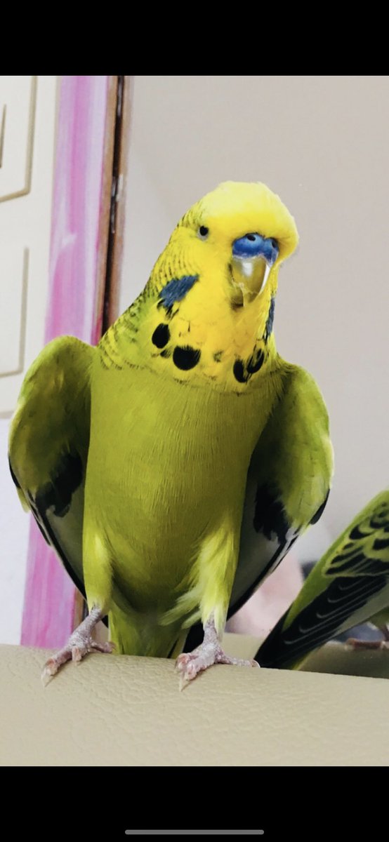GrumpyBird tweet media