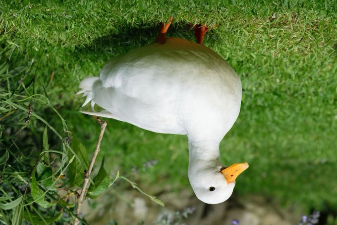 You must study the duck/You must play with the duck/You must talk with the duck/You must know the ways of the duck/You must look deeply into the eyes of the duck/Then, looking into the face of the person/How will you know if that person is corrupt?/You will know/#duckageddon