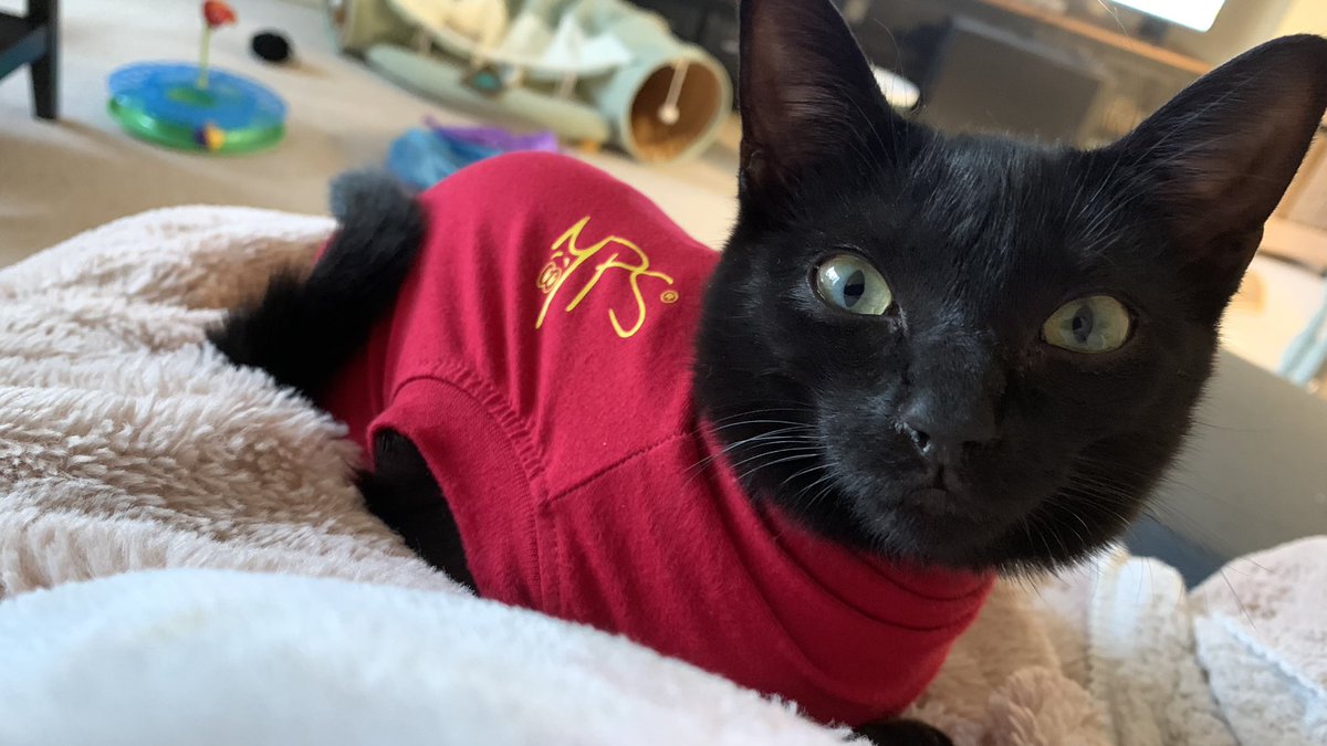 Ginaie's tweet photo. To everyone having a tough day today, Bubby would like to say “Purrrmeepp!” from my lap in her post-op onesie. 

I think we can all agree with that sentiment ♥️

Be more Bubby x https://t.co/08WLHiTHf2