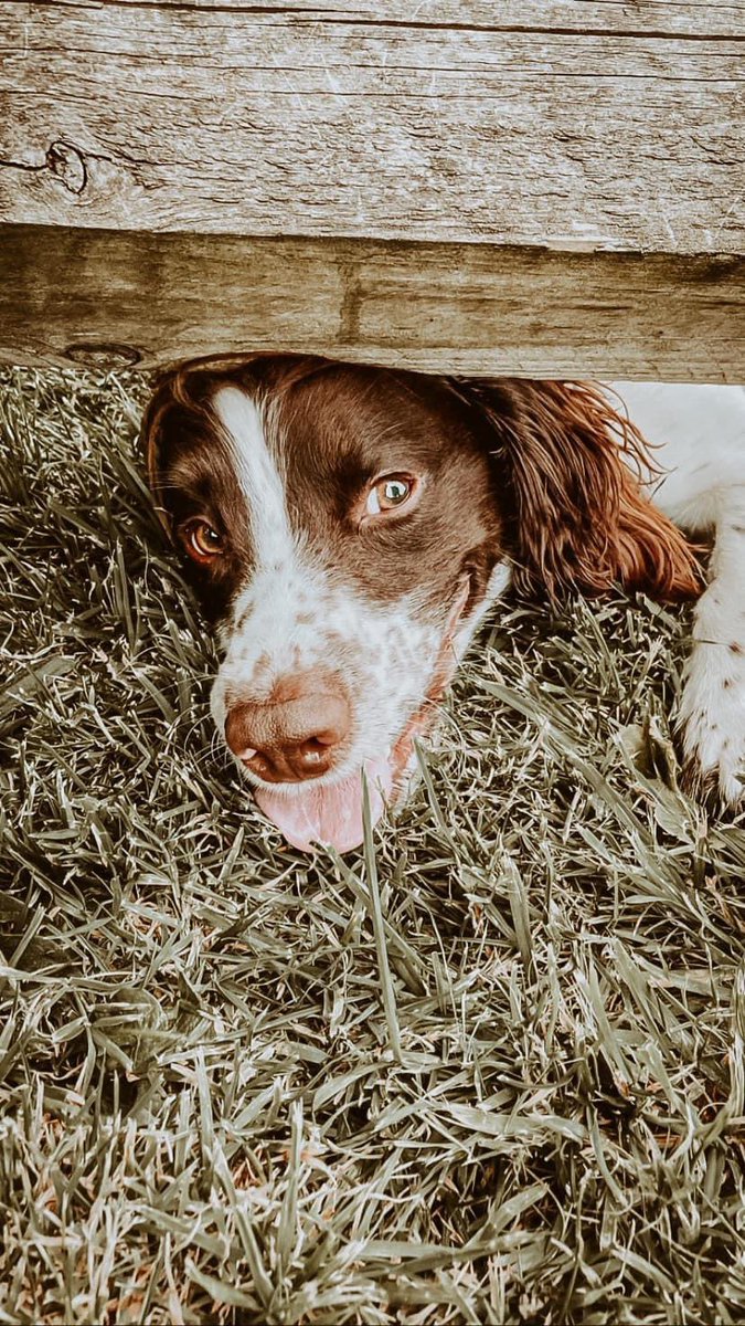 w00shie's tweet photo. Ambrosius says hi! #dogsoftwitter @brosithespaniel https://t.co/SwxPh5h3Yo