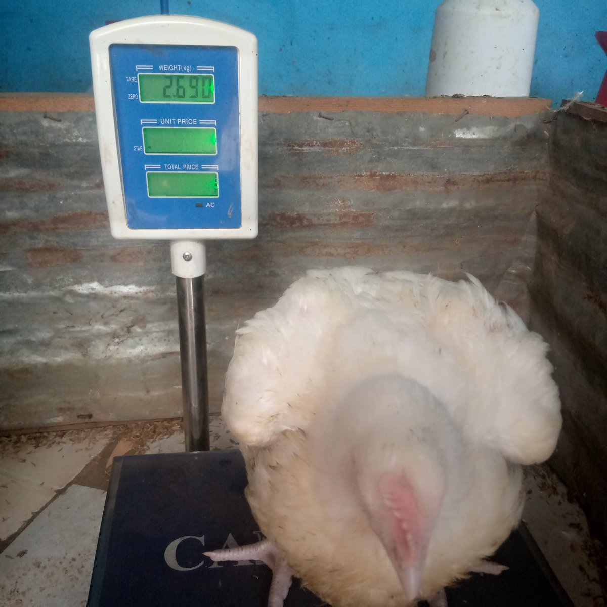 Apecc9's tweet photo. Area 25
Lilongwe
Good broiler chicken 
@Mk5,500 https://t.co/pGFaErixfF
