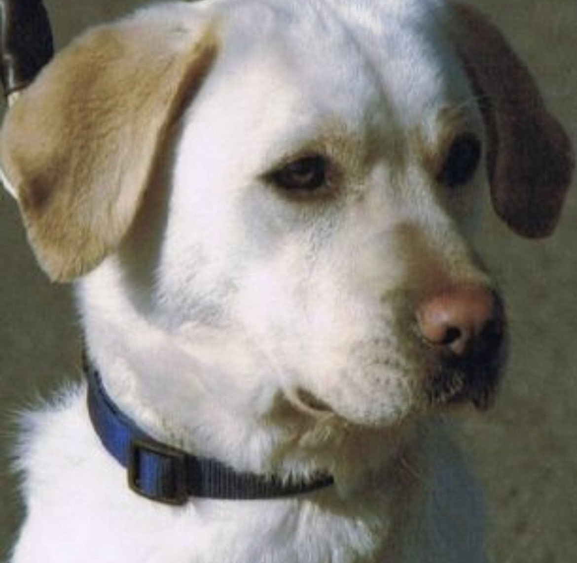 miss_jezebelda's tweet image. Sasha, such a gorgeous clever girl. She is credited with 15 finds, detecting explosive devices as well as mortars, mines and other weapons in Afghanistan 💜 #RemembranceDay #theyservedtoo #animalsofwar #PDSADickinmedal