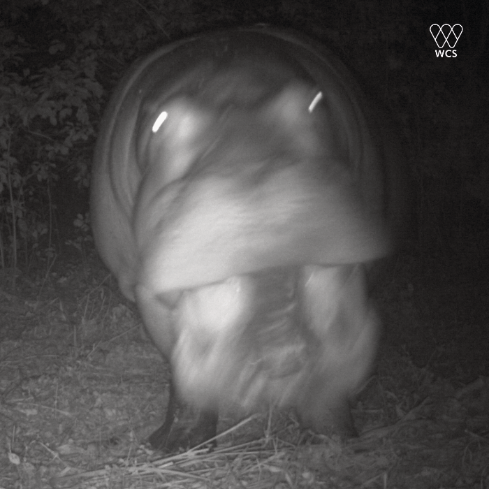 📸Photo dans la #brousse ! 𝓗𝒾𝓅𝓅𝑜𝓅𝑜𝓉𝒶𝓂𝓊𝓈 𝒶𝓂𝓅𝒽𝒾𝒷𝒾𝓊𝓈 #Hippopotame détecté par caméra à piège proche à la rivière #Bamingui dans le Complexe des Aires Protégées du nord-est de la #RCA🇨🇫