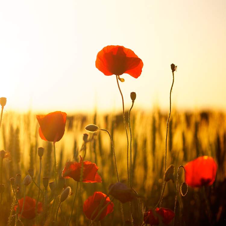 Coastal Distillery tweet media