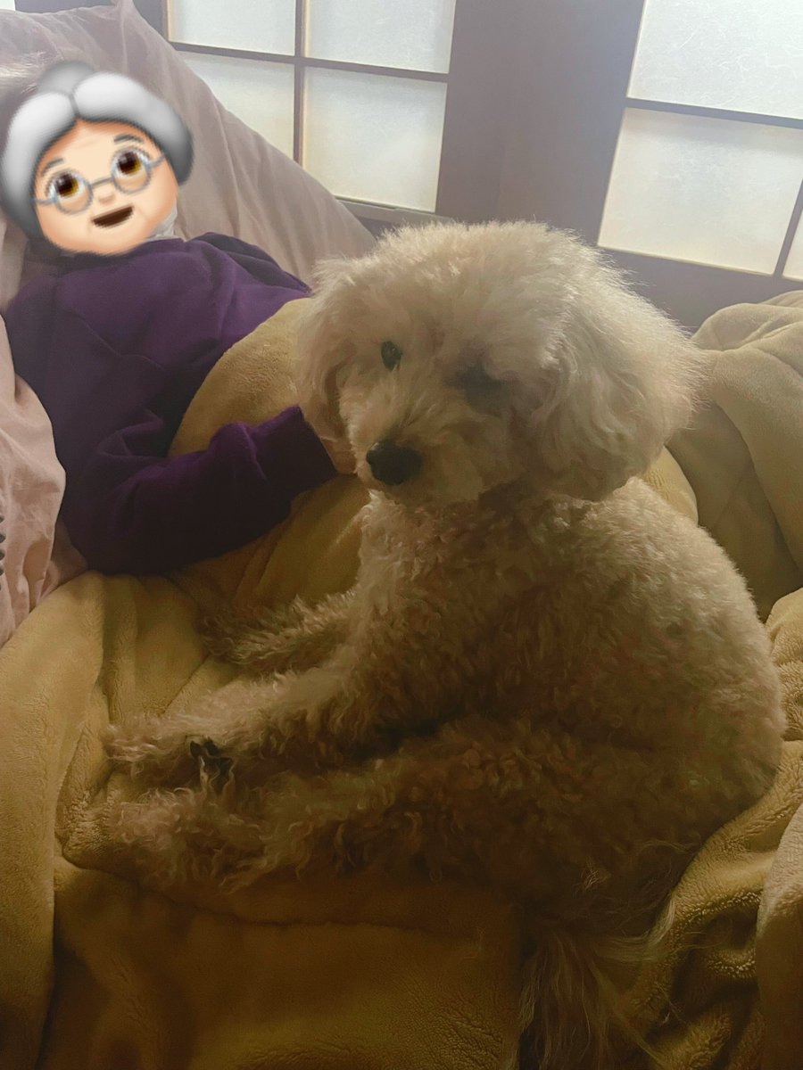 tocch09's tweet photo. 婆ちゃんのベットで超くつろぐやん

#婆ちゃんと爺ちゃん犬 https://t.co/WXs1O2cV7d