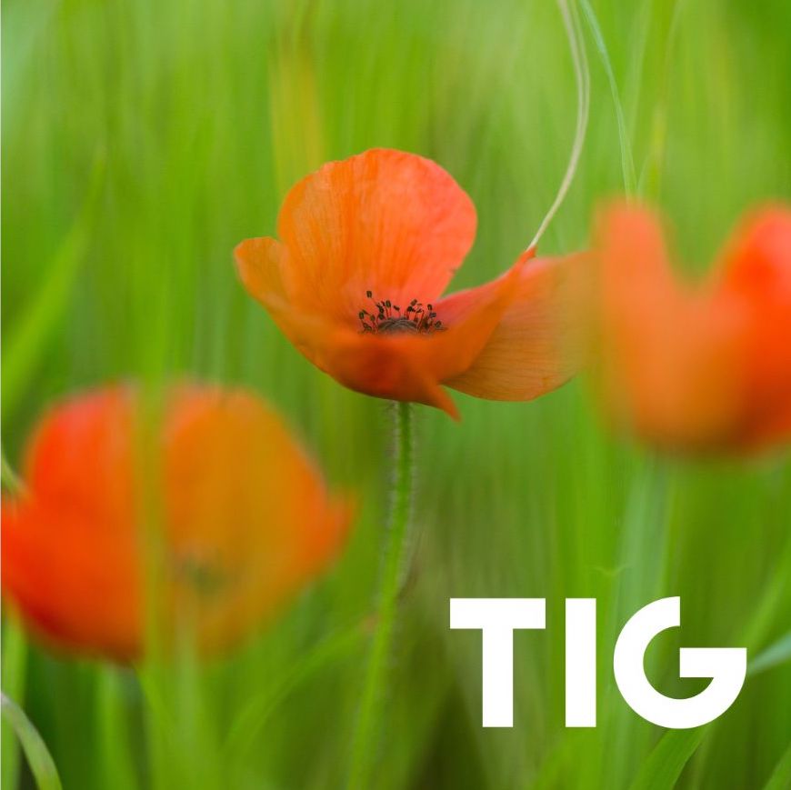 Today we will be observing two minutes silence at 11 am, in memory of those in our armed forces who have fallen.

We thank you for your service.

#Lestweforget