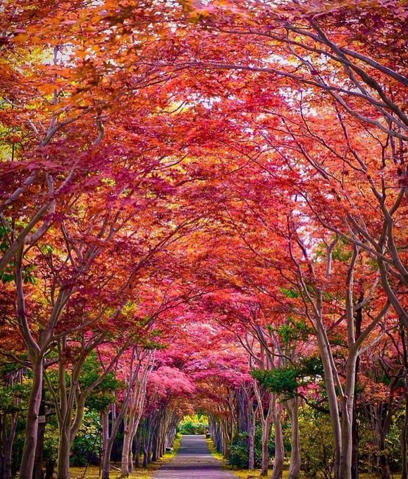 Nature Wonder tweet media