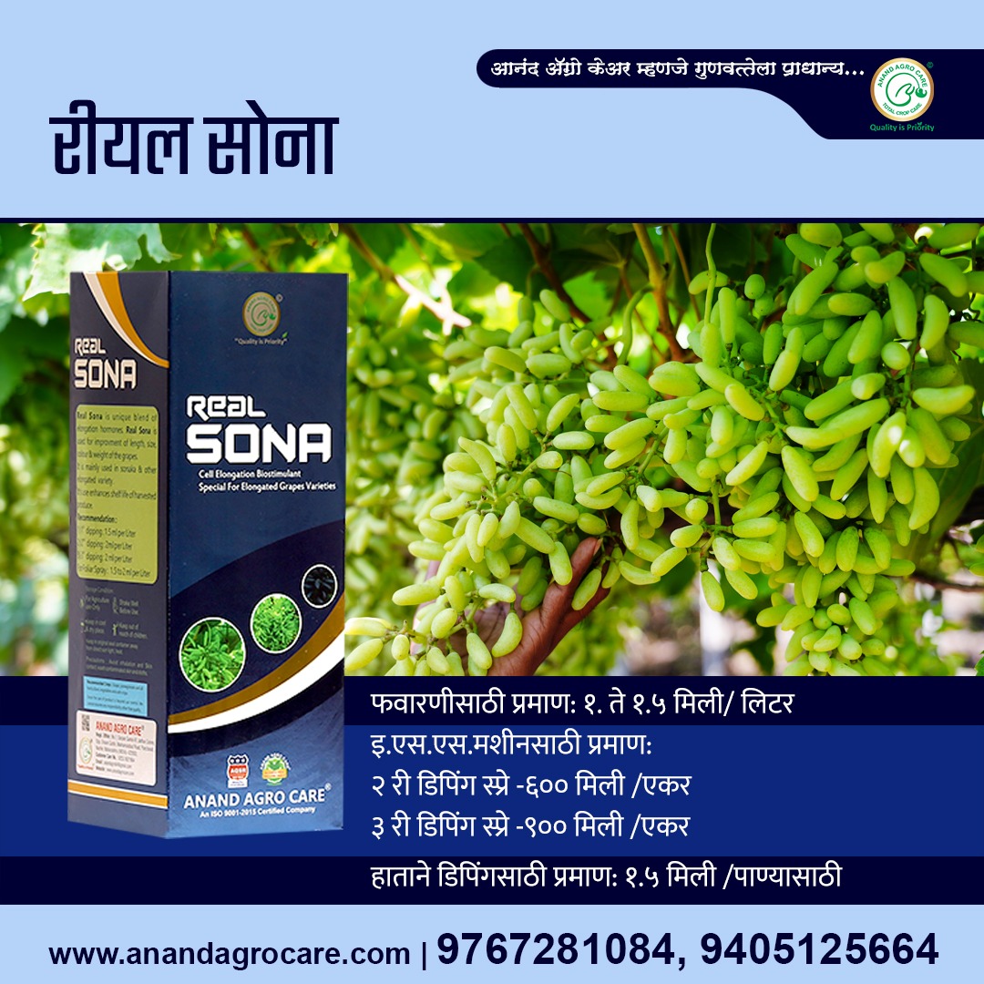anandagrocare's tweet photo. REAL SONA
Real Sona is used for improvement of length of grape bunch and berry, size, colour &amp; weight of the grapes 
It is mainly used in Sonaka &amp; other elongated variety
Dose:
For foliar spray : 1.5 to 2 ml per Liter of Water
ESS: 600 ml per acer
#RealSona #ElongationHarmons https://t.co/4qJI47Nhaq