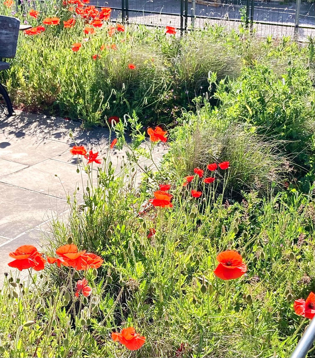 #lestweforget2022 #RemembranceDay