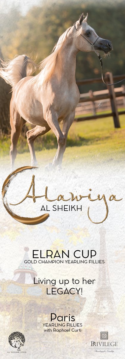 ArabianEssence's tweet photo. Like Mother, Like Daughter
ALAWIYA AL SHEIKH - Paris Yearling Fillies with Raphael Curti

Click here to see High Resolution version:
https://t.co/QZ86XXlrHl

#alsheikhstud #alawiyaalsheikh #paris2022 #pariscontender #PrivilegeSFQ #raphaelcurti https://t.co/6VmChLDHts