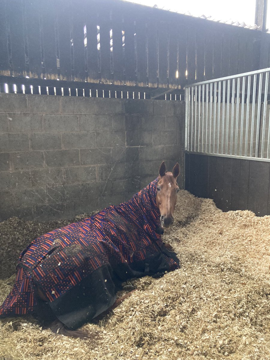 donaldmccain's tweet image. Maximilian enjoying a snooze after his impressive win on Wednesday! 😴😴🏅