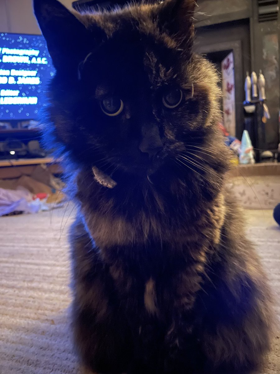 shaunyoung_'s tweet photo. Our girl Hetty just wanted to say “Good morning everyone…..” 🐱💖🤗 #CatsOfTwitter #CatsOnTwitter #Floofy #FloofCat #Cats #GoodMorning https://t.co/EyEBxmCdl0