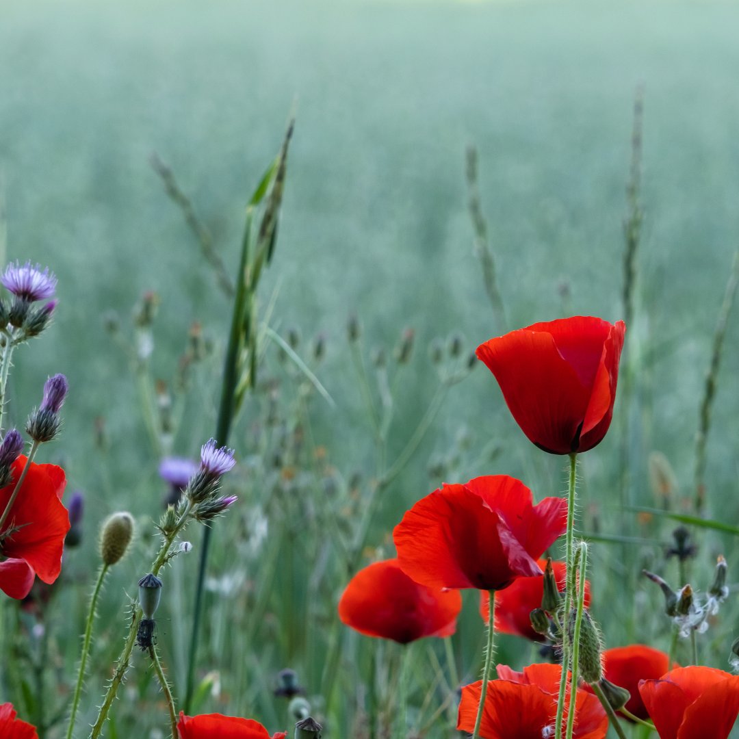 MStoddartDesign's tweet photo. Lest we forget ❤️ 

#remembranceday #lestwefoget #poppy #poppies #poppiesandthistles #markstoddart #markstoddartdesigner https://t.co/hl7JvQbuHE