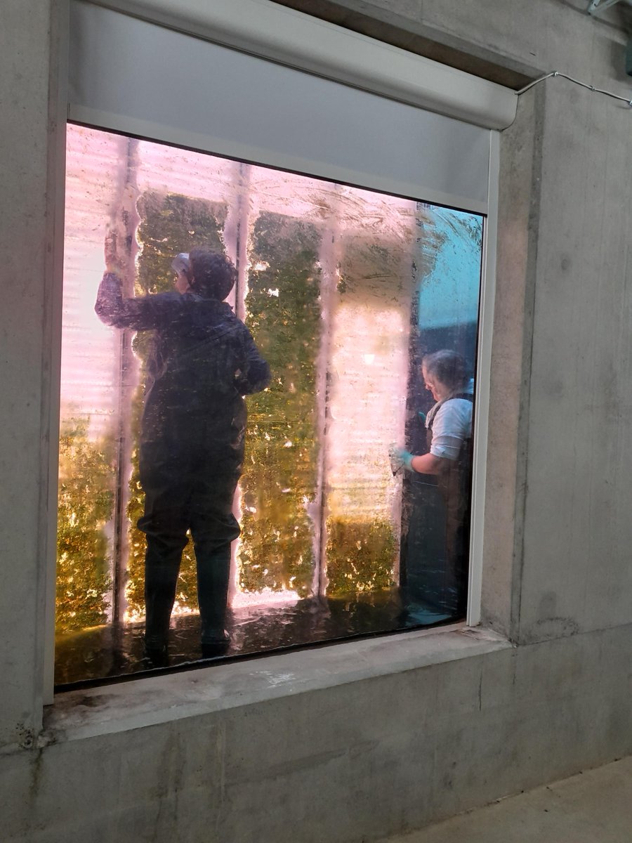 CRTWalesandSW's tweet photo. Over the year apprentice Aaron and 37 volunteers have cleaned the viewing window at the Diglis Fish pass and viewing gallery. They have enabled essential fish monitoring through the window and 6,500 visitors to see clearly into the #RiverSevern What stars! βπ @SevernUnlocked https://t.co/WrdK18t3Er