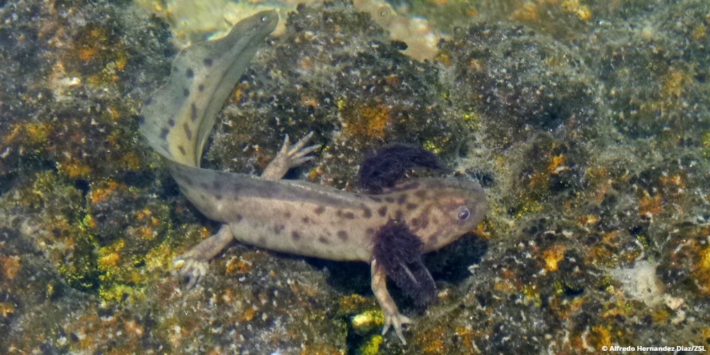 EDGEofExistence's tweet photo. Next in #15FootstepsForward is the successful breeding of the Taylor’s salamander.
In 2019 EDGE Fellow José Alfredo Hernández Díaz and his team were able to breed the salamander in captivity, a first for this species!
Head to our Facebook to learn more https://t.co/4ADT1z0XyM https://t.co/XoVJTiQtWW