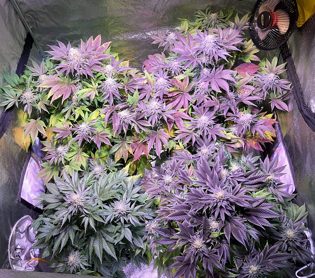 pyramidseeds's tweet photo. Cookies USA corta floración, fácil cultivo, apetitoso sabor dulce y afrutado y su contundente efecto físico.
https://t.co/d3cKURbjcq
#cultivalotuyo #cannabislifestyle #fumetas #ukgrowshop #hierbaseca #autocultivo #cannabismedicinal #clubcannabico https://t.co/NCDFQuJwNC