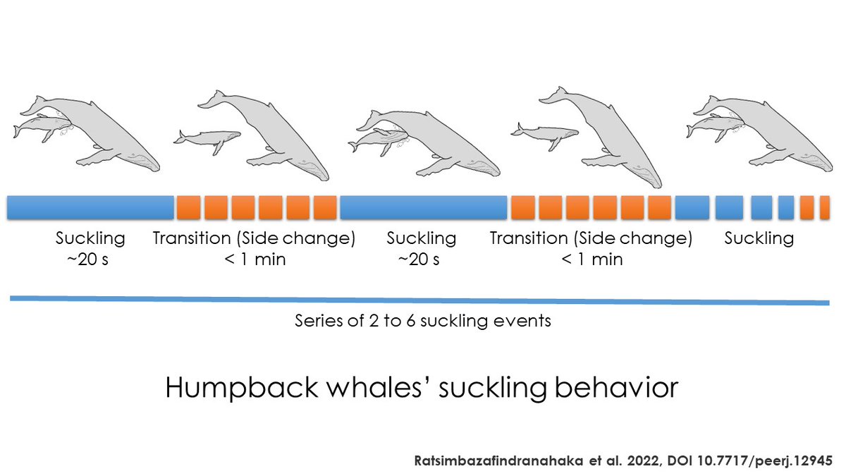 How does the humpback whale nurse?
➡️Explanation through this small illustration made by Maevatiana Ratsimbazafindranahaka, which is based on our recent results.
More details on this article 👇
peerj.com/articles/12945/