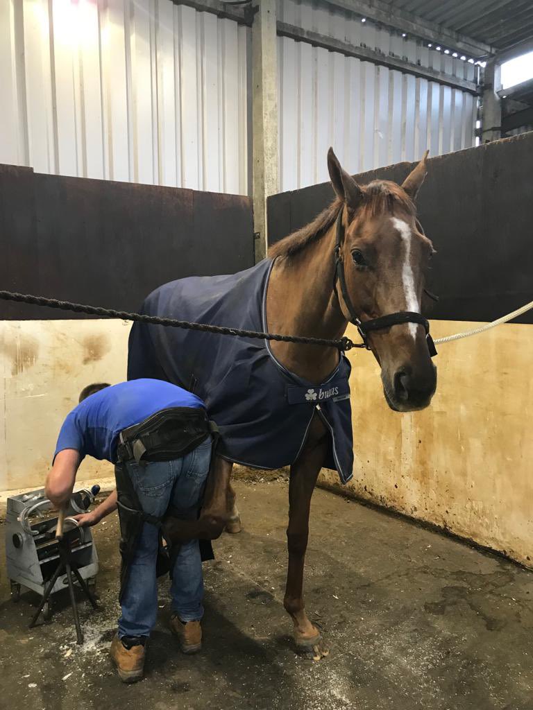 Woolminstone1's tweet photo. The new season is starting for us! 🥳

Le Couer Net, pictured below getting his racing plates fitted, will hopefully be lining up @plumptonraces on Monday 🤞🏼 https://t.co/EndaEooHj7