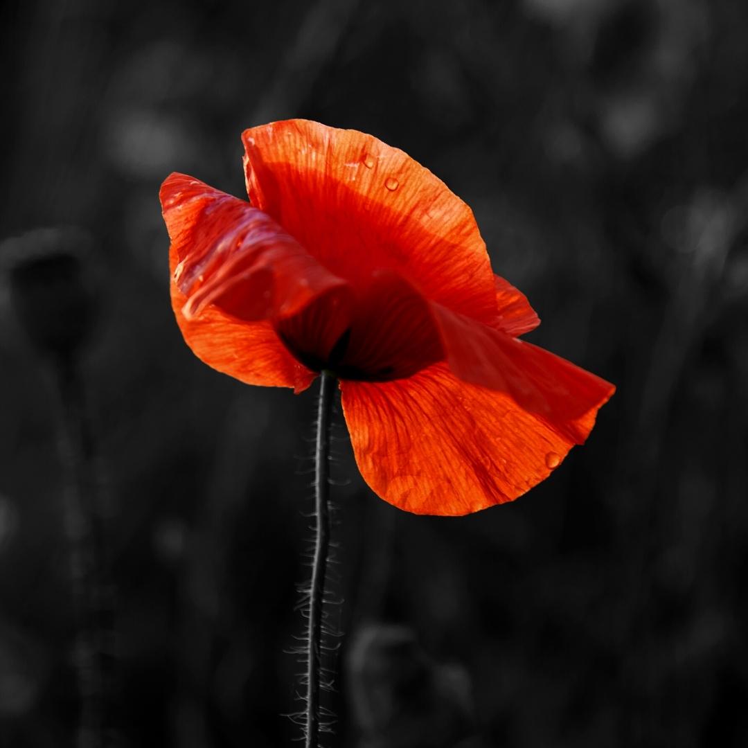 Today we commemorate and honour the service and sacrifice of all those who lost their life fighting for their country. Lest we forget.

#RemembranceDay #LestWeForget