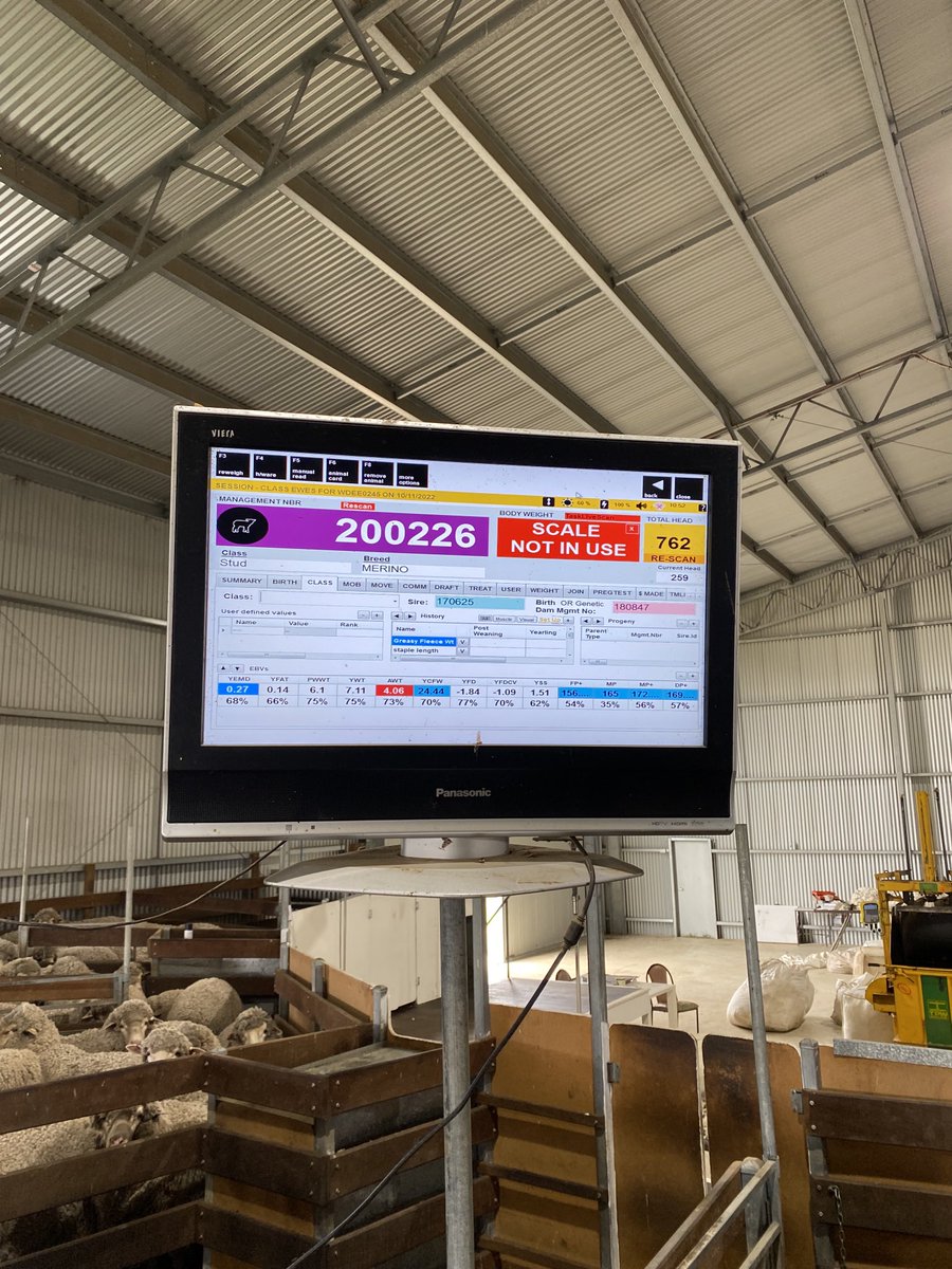 Average of the ewes 11 months wool