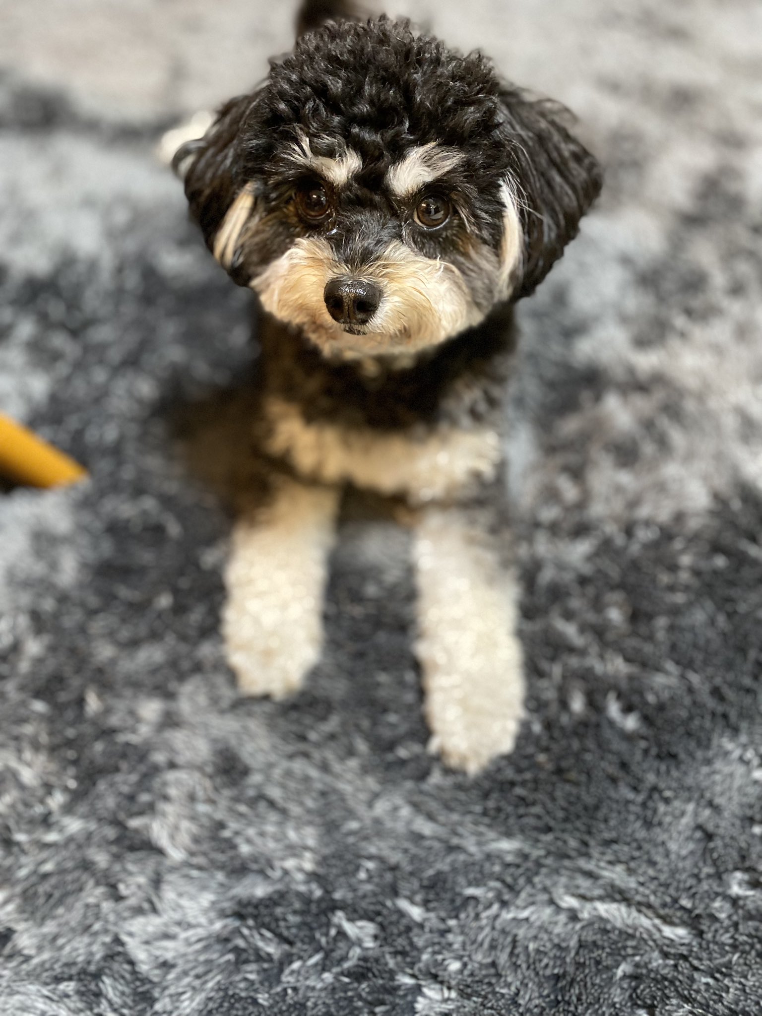 ピーク チワプー Peak Black Tan Twitter