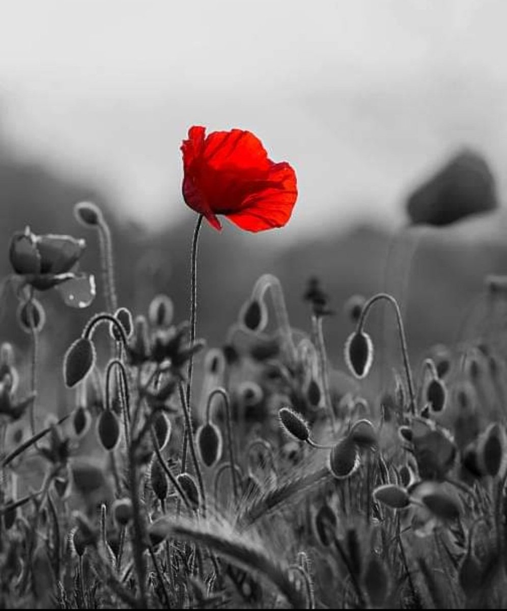 #LestWeForget #ArmisticeDay
