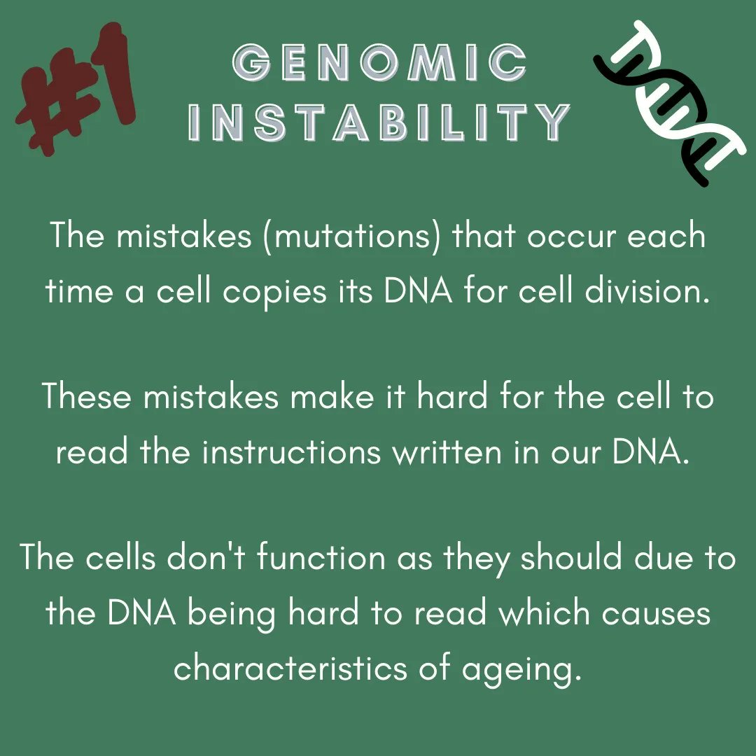 inthegenepool's tweet photo. Swipe to learn about the role of genetics in ageing, and go have a read of the exciting full article up now!

#aging #ageing #genetics #science #scienceblog #whyweage #epigenetic #peeringintothegenepool https://t.co/JNLcHmF6Gq
