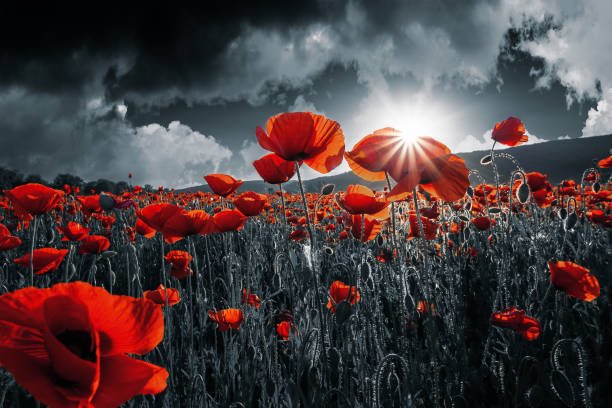 "They shall grow not old, as we that are left grow old;
Age shall not weary them, nor the years condemn. 
At the going down of the sun and in the morning we will remember them."

For the Fallen
Laurence Binyon 
#RemembranceDay #lestweforget #wewillrememberthem