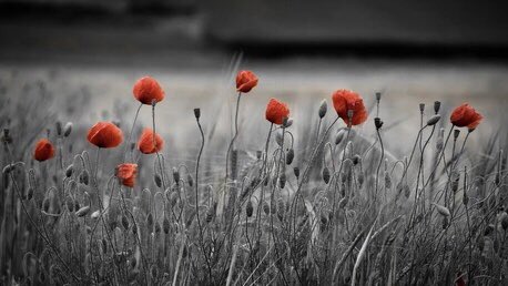 When you go home, 
Tell them of us and say,  
For your tomorrow, 
We gave our today.

#ArmisticeDay  #RemembranceDay #44Sqn #Rhodesia #RAF

#ThunderboltsAreGo