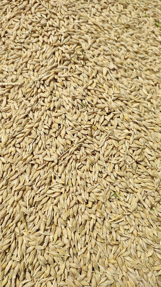 Mauricio Sevrini tweet media