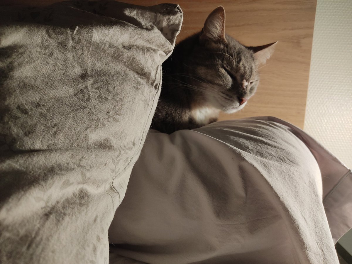 triodechats's tweet photo. Câline pour la piqûre pour son asthme, que depuis elle respire beaucoup mieux
Harlem a aussi eu la piqûre parce qu'elle faisait de l'allergie du coup les poils repoussaient pas et ça grattait beaucoup ! Ça gratte moins maintenant
Et moi, Hazel roi des bêtises, j'ai gratté une https://t.co/gNuHOdngkl